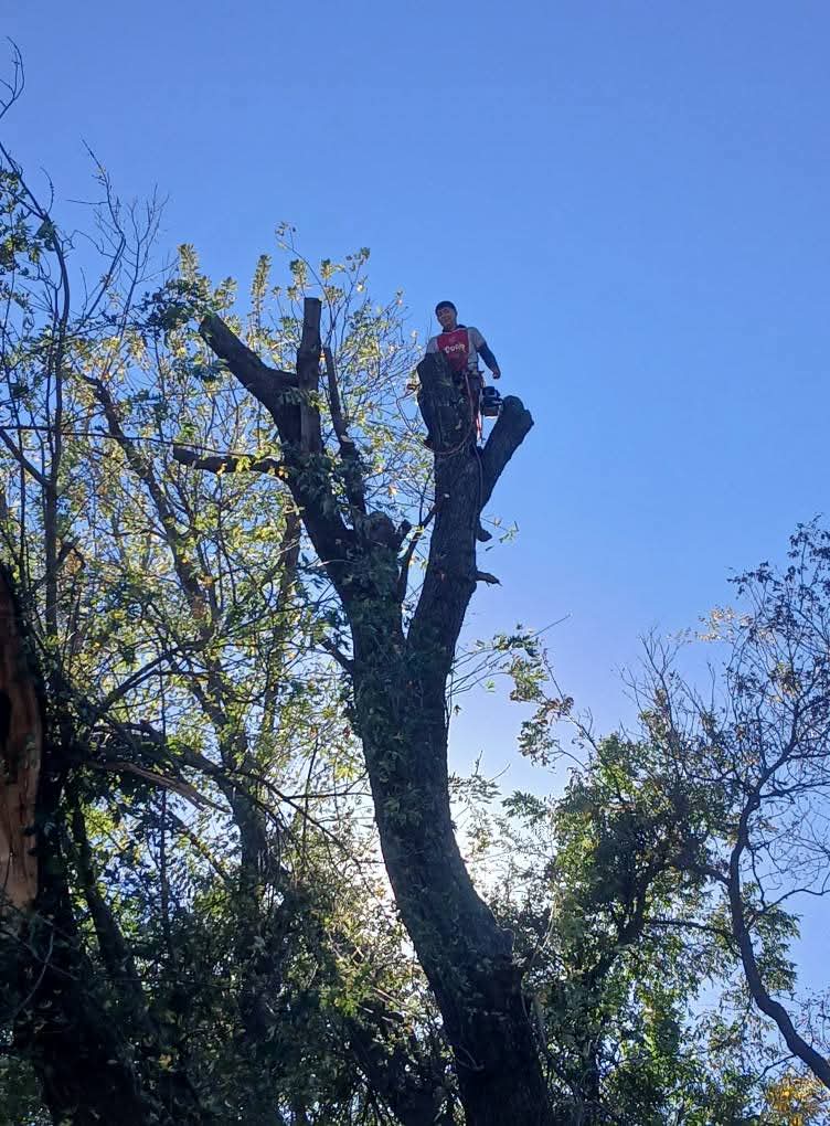 Tree Trimming Removal